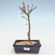 Bonsai im Freien - Acer palmatum SHISHIGASHIRA - Kleiner Ahorn VB2020-248 - 1/3