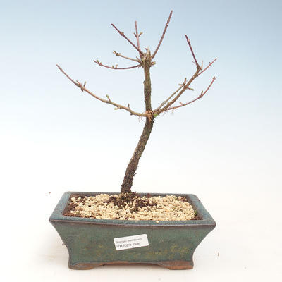 Outdoor Bonsai - Metasequoia glyptostroboides - Chinesische Metasquoia VB2020-268 - 1