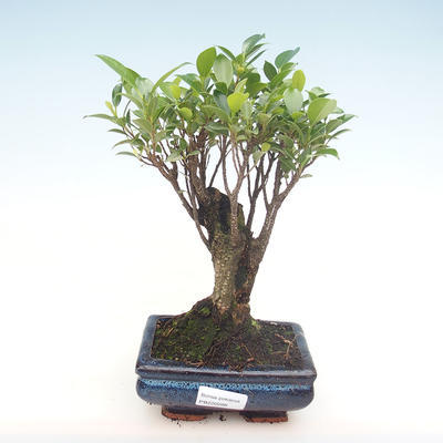 Innenbonsai - Ficus retusa - kleiner Blattficus PB220288 - 1