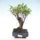 Innenbonsai - Ficus retusa - kleiner Blattficus PB220288 - 1/2
