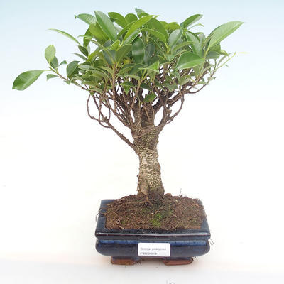 Innenbonsai - Ficus retusa - kleiner Blattficus PB220291 - 1