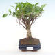 Innenbonsai - Ficus retusa - kleiner Blattficus PB220291 - 1/2