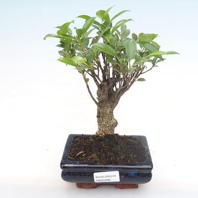 Indoor-Bonsai - Ficus retusa - kleiner Blattficus PB220292 - 1