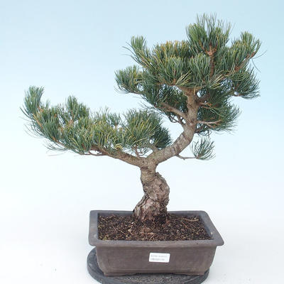 Pinus parviflora - Kleinblumige Kiefer VB2020-130 - 1