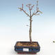 Bonsai im Freien - Acer palmatum SHISHIGASHIRA - Kleiner Ahorn VB2020-318 - 1/3