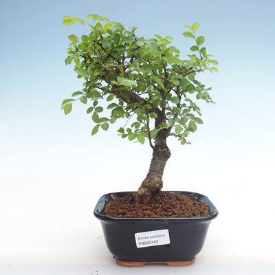 Indoor-Bonsai - Ulmus parvifolia - Kleine Blattulme PB220349 - 1