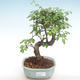 Indoor-Bonsai - Ulmus parvifolia - Kleine Blattulme PB220351 - 1/3