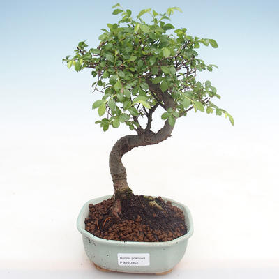 Indoor-Bonsai - Ulmus parvifolia - Kleine Blattulme PB220352 - 1