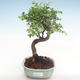 Indoor-Bonsai - Ulmus parvifolia - Kleine Blattulme PB220352 - 1/3