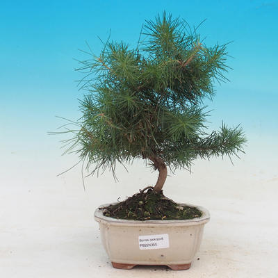 Zimmer Bonsai-Pinus Halepensis-Aleppo-Kiefer