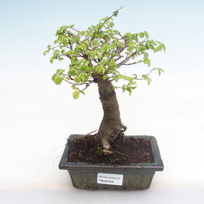 Indoor Bonsai-Ulmus Parvifolia-Kleine Blattulme PB220356