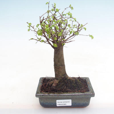 Indoor Bonsai-Ulmus Parvifolia-Kleine Blattulme PB220360