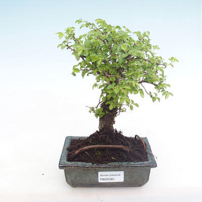 Indoor Bonsai-Ulmus Parvifolia-Kleine Blattulme PB220361