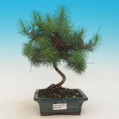 Zimmer Bonsai-Pinus Halepensis-Aleppo-Kiefer