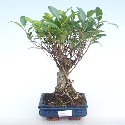 Innenbonsai - Ficus retusa - kleiner Blattficus PB220376 - 1