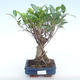 Innenbonsai - Ficus retusa - kleiner Blattficus PB220376 - 1/2