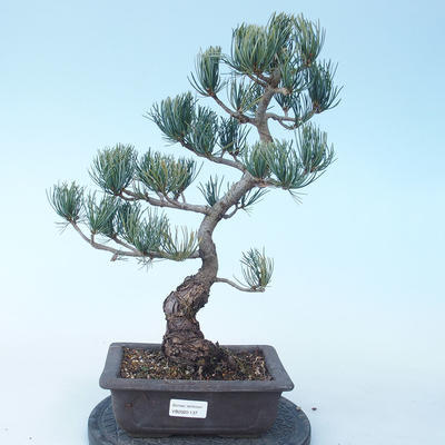 Pinus parviflora - Kleinblumige Kiefer VB2020-137 - 1