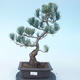 Pinus parviflora - Kleinblumige Kiefer VB2020-137 - 1/3