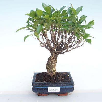Innenbonsai - Ficus retusa - kleiner Blattficus PB220380 - 1