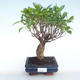 Innenbonsai - Ficus retusa - kleiner Blattficus PB220380 - 1/2