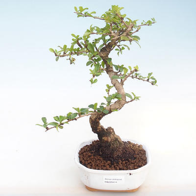 Indoor-Bonsai - Carmona macrophylla - Tee fuki PB220414 - 1