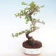 Indoor-Bonsai - Carmona macrophylla - Tee fuki PB220414 - 1/5