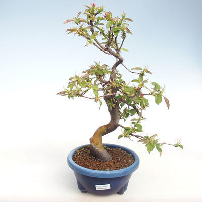 Indoor-Bonsai - Pseudocydonia sinensis - Chinesische Quitte VB2020-415 - 1
