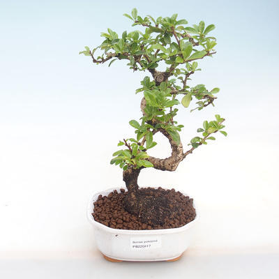 Indoor-Bonsai - Carmona macrophylla - Tee fuki PB220417 - 1