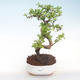 Indoor-Bonsai - Carmona macrophylla - Tee fuki PB220417 - 1/5