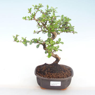 Indoor-Bonsai - Carmona macrophylla - Tee fuki PB220418 - 1