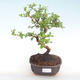 Indoor-Bonsai - Carmona macrophylla - Tee fuki PB220418 - 1/5