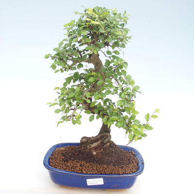 Indoor-Bonsai - Ulmus parvifolia - Kleine Blattulme PB220420 - 1