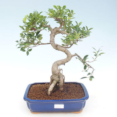 Indoor-Bonsai - Ficus retusa - kleiner Blattficus PB220428 - 1