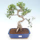 Indoor-Bonsai - Ficus retusa - kleiner Blattficus PB220428 - 1/2