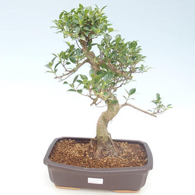 Innenbonsai - Ficus retusa - kleiner Blattficus PB220429 - 1
