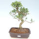 Innenbonsai - Ficus retusa - kleiner Blattficus PB220429 - 1/2