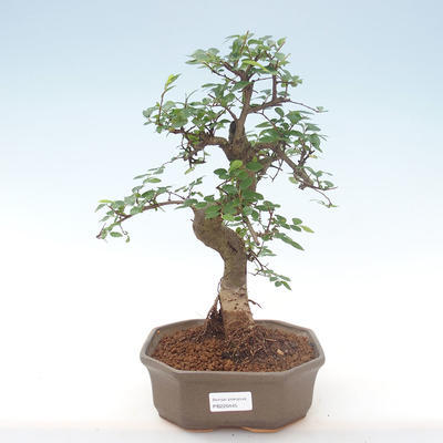 Indoor-Bonsai - Ulmus parvifolia - Kleine Blattulme PB220445 - 1