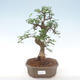 Indoor-Bonsai - Ulmus parvifolia - Kleine Blattulme PB220445 - 1/3
