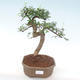 Indoor-Bonsai - Ulmus parvifolia - Kleine Blattulme PB220447 - 1/3