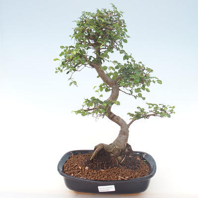 Indoor-Bonsai - Ulmus parvifolia - Kleine Blattulme PB220469 - 1