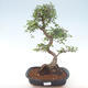 Indoor-Bonsai - Ulmus parvifolia - Kleine Blattulme PB220469 - 1/3
