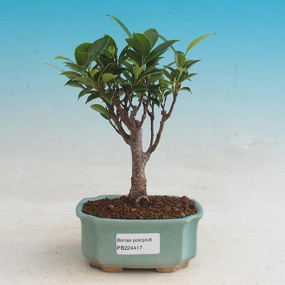 Zimmerbonsai - Ficus retusa - kleiner Ficus - 1