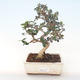 Indoor Bonsai - Olea europaea sylvestris -Oliva Europäisches kleines Blatt PB220488 - 1/5