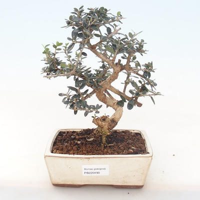 Indoor Bonsai - Olea europaea sylvestris -Oliva Europäisches kleines Blatt PB220490 - 1