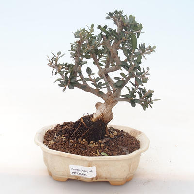 Indoor-Bonsai - Olea europaea sylvestris -Oliva Europäisches kleines Blatt PB220494 - 1