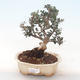 Indoor-Bonsai - Olea europaea sylvestris -Oliva Europäisches kleines Blatt PB220494 - 1/5