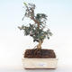 Indoor Bonsai - Olea europaea sylvestris -Oliva Europäisches kleines Blatt PB220497 - 1/5