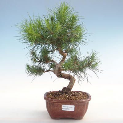 Innen Bonsai-Pinus halepensis-Aleppo Kiefer PB220604