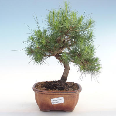 Indoor-Bonsai-Pinus halepensis-Aleppo-Kiefer PB220607