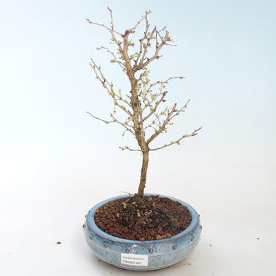 Bonsai im Freien - Prunus in Kojonno Mai-Slivio - Pflaume VB2020-160 - 1